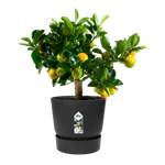 greenville round 30cm living black